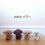 ＊miniminiトイプー＊