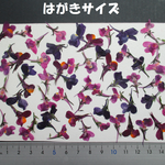 押し花　素材　花いろいろ(リナリア)(５５枚)　１５１