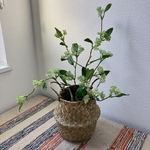 [送料込み] ミニ月桂樹　フェイクグリーン　2本　人工観葉植物　籠無し