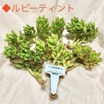 第四種送料無料　NEW◆ルビーティント◆多肉植物　韓国苗　