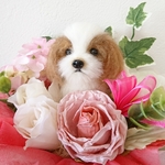 羊毛フェルト  犬  シーズー ☆ 花かごアレンジメント