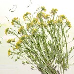 押し花素材(イヌナズナ)