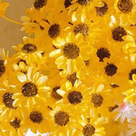 スターフラワー ミニ　ひまわり加工🌻100粒+α