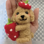 苺大好き❤トイプードルちゃん🍓