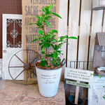 現品♡【かっこいいガジュマル】幸せの木♡風水でも大人気のグリーン！オシャレ観葉植物♡取っ手つきホワイト系ブリキ鉢