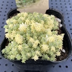 ミルクゥージ　正規品　多肉植物