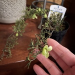 3セット【ペトリエイ】大人気クレマチス　開花前株　開花前から手に取り、一斉に花開く感動を是非味わってください♪