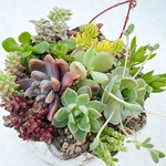 気まぐれ寄せ植え♡＊多肉植物＊カット苗と根付きMIX