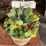 1点限り！多肉寄せ植え