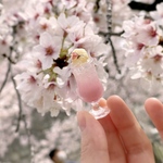 桜のクリームソーダ (ミニチュア/置物) ※4月限定販売です!