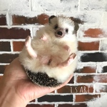 ハリネズミ♡