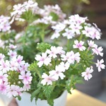 桜のようなバーベナ♡  長く桜を楽しめる気分♪