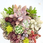 気まぐれ寄せ植え♡＊多肉植物＊カット苗