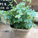レインボーファン♡ヒルナンデスで紹介♡深海エメラルドグリーン♡ガーデニング♡観葉植物♡