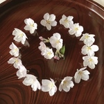 #29令和4年　ドライフラワー　ソメイヨシノ18輪　蕾　桜　ピンクの花　レジン　素材 