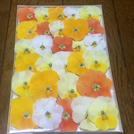 100円お値引き‼️37「macoron春のドライフラワー祭り」始まりました‼️