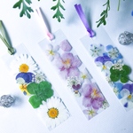 四葉のクローバー🍀春の花3枚セット押し花しおり