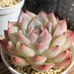 【ピンククリスタル　エケベリア】♡韓国苗♡多肉植物