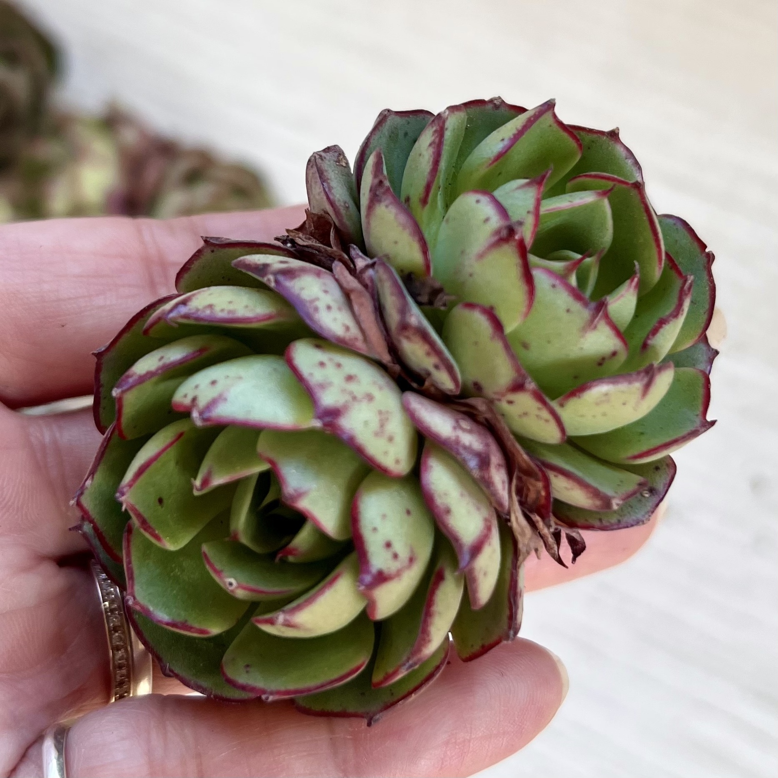 多肉植物】ラブファイヤー - PukuPuku GALLERY | minne byGMOペパボ