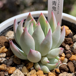 超レア品種！★青鬼（子株付き）多肉植物 自家栽培 国産