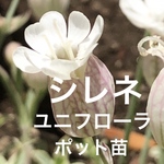 シレネ ユニフローラ 斑入り 苗 1ポット 山野草