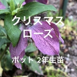 クリスマスローズ パープル 2年生苗 ポット