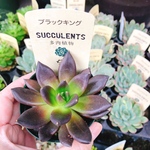 ブラックキング 多肉植物 抜き苗