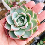 シルエット　多肉植物　韓国苗　微発根