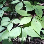 まお様専用