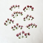 2022＊春🔻赤花ユキヤナギ  40輪①  ＊  押し花