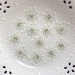 レースフラワー(押し花)