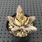 ゴールデンラビット　黄金月兎耳　多肉植物