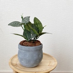 1点限定販売☆ フェイクグリーン　フィットニア　鉢植え　インテリア