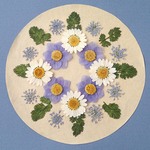 押し花セットB＜組み立てのお花＆ノースポール＆レースフラワー他＞