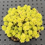 ゴールデンカーペット　黄金細葉万年草　セダム　多肉植物