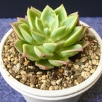 多肉植物❣️パンジー❣️