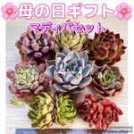 母の日ギフト♡マディバセット【多肉植物】【限定販売】