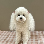 羊毛フェルト　トイプードルホワイト