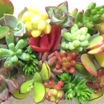 多肉植物/カット苗セット/寄せ植えに♡/Y