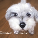 ミニチュアシュナウザー＊＊羊毛フェルト