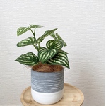 1点限定販売☆ フェイクグリーン　ピレア　鉢植え　インテリア