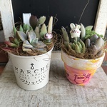 スプリングセール！多肉植物寄せ植え　おトク2個セット　F