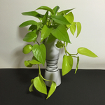 ポトスの陶器植え