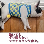 ♡接触冷感犬服オーダー★ずり落ち防止レトロ花柄マッチョタンクトップ黄色♪中型犬小型犬フレブル服パグ服フレンチブルドッグ中型犬小型犬ボストンテリア