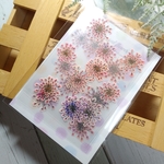 押し花 135　虹色レースフラワー　