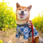 Yoshiharu様専用