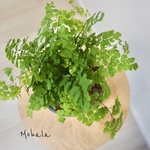 アジアンタム ふわふわもりもりの葉　鉢植え　観葉植物　植木鉢