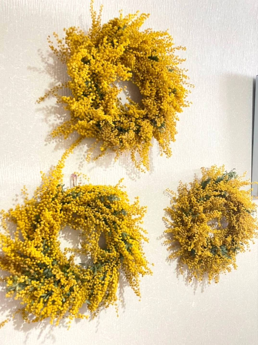 ミモザたっぷり⋆︎*ドライフラワー春リース mimosa」wreath ミモザたっぷりリース 春リース ドライフラワー