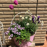 もりもり寄せ植え♡母の日にも