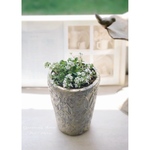 【オーダー品】カーペットカスミソウ　おひとり様植え